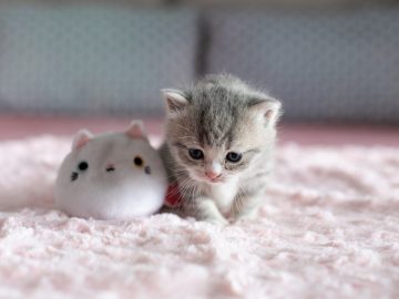 Petit chaton en pleine période de sevrage qui joue avec une peluche