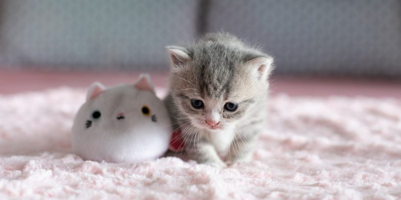 Petit chaton en pleine période de sevrage qui joue avec une peluche