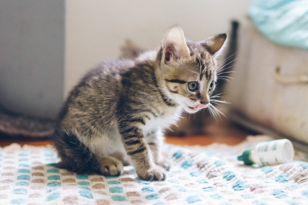 Sevrage d'un chaton nourri avec un biberon de lait