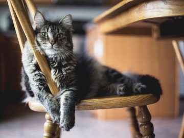 Chat gris aux yeux verts affalé sur une chaise en bois