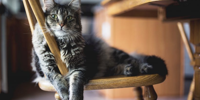 Chat gris aux yeux verts affalé sur une chaise en bois