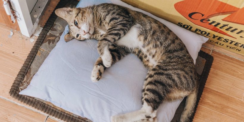 chat allongé à côté d'un carton