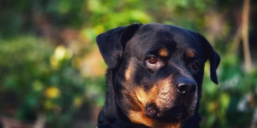 rottweiler