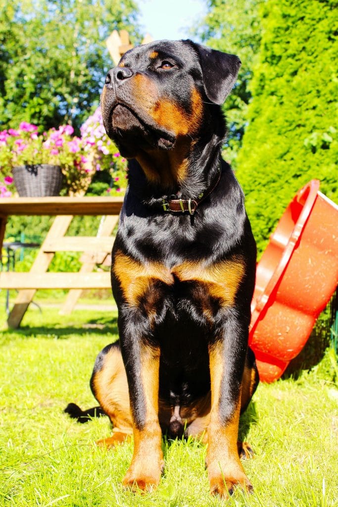 rottweiler_2