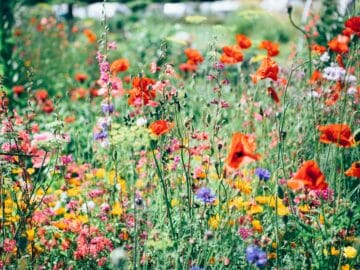 Fleurs de Bach