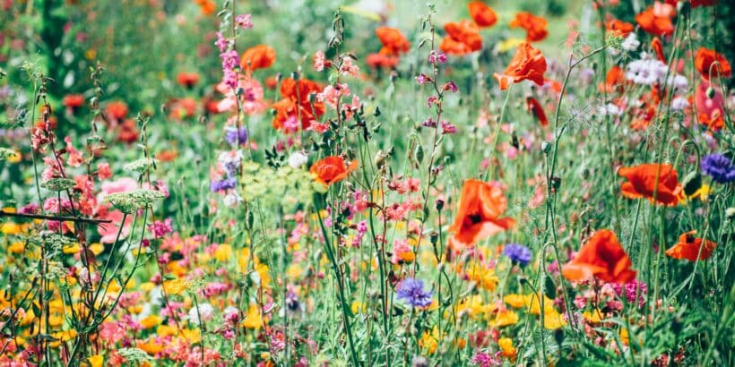 Fleurs de Bach