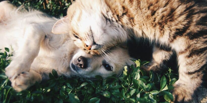 tarif assurance animal compagnie